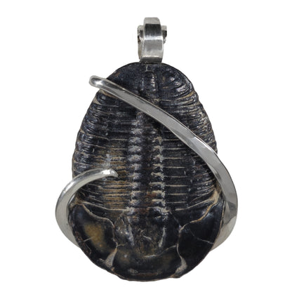 Fossilized Trilobite Handmade Stone Pendant Wrapped in Silver